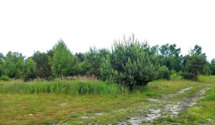 Działka budowlana Krzaki Czaplinkowskie, ul. Główna