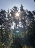 Działka budowlana Adamów-Parcel, ul. Letnia. Zdjęcie 1