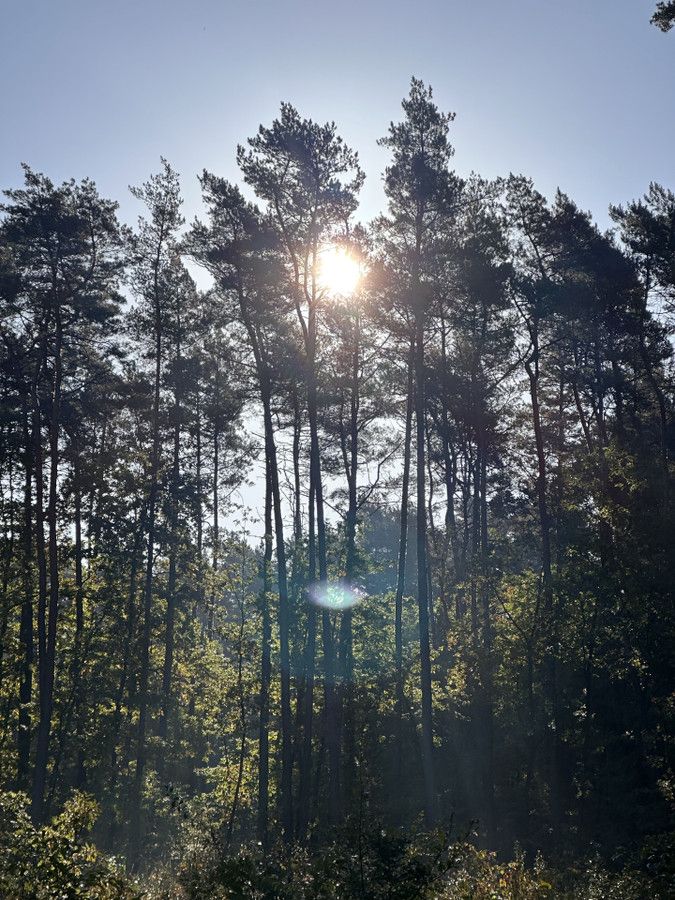 Działka budowlana Adamów-Parcel, ul. Letnia. Zdjęcie 2