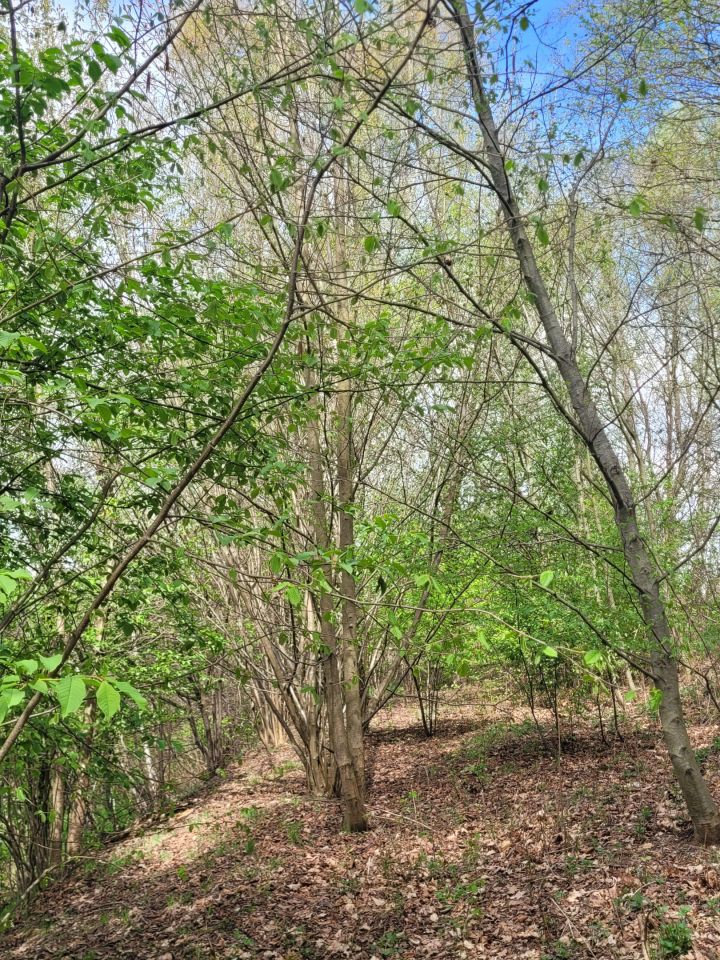 Działka budowlana Naprawa. Zdjęcie 3