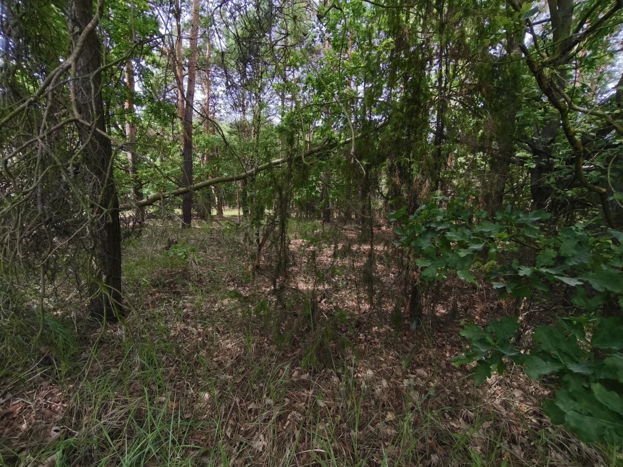 Działka budowlana Dąbrówka, ul. Leszczyny. Zdjęcie 5