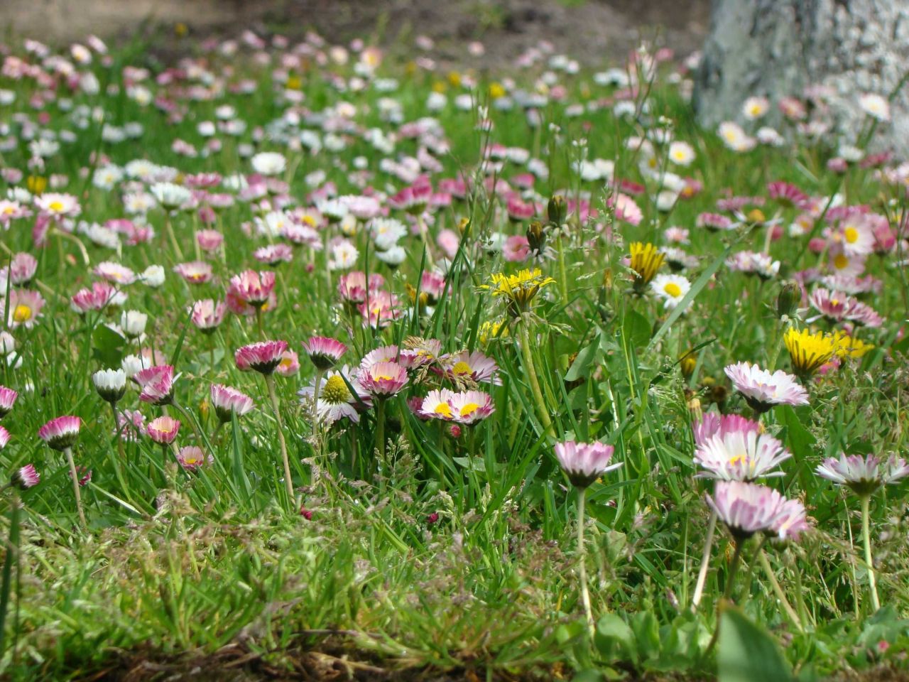 Działka rod Bytom. Zdjęcie 8