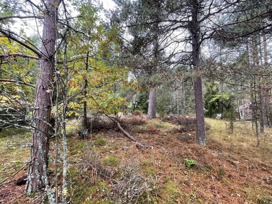 Działka rekreacyjna Kłączno. Zdjęcie 9