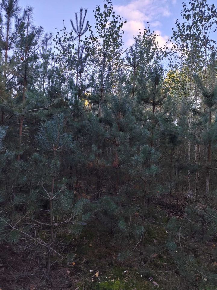 Działka leśna Podbiele. Zdjęcie 6