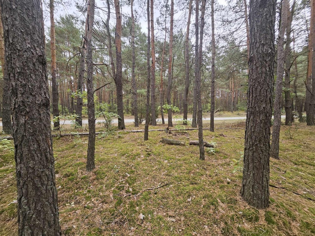 Działka leśna Radzymin Rejentówka, ul. Zygmunta Wróblewskiego. Zdjęcie 3