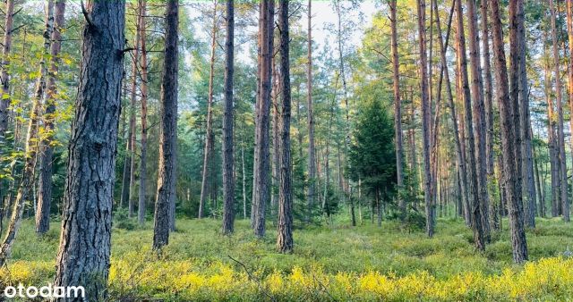 Działka Rapy Dylańskie. Zdjęcie 1