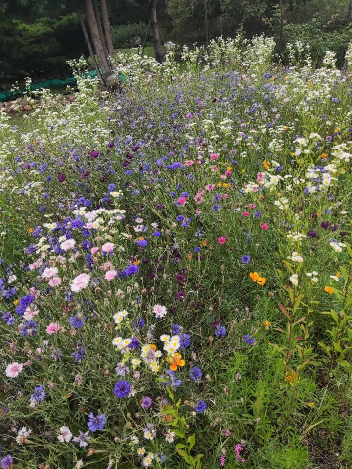 Działka rod Włocławek. Zdjęcie 7