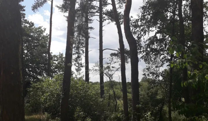 Działka budowlana Mniszew