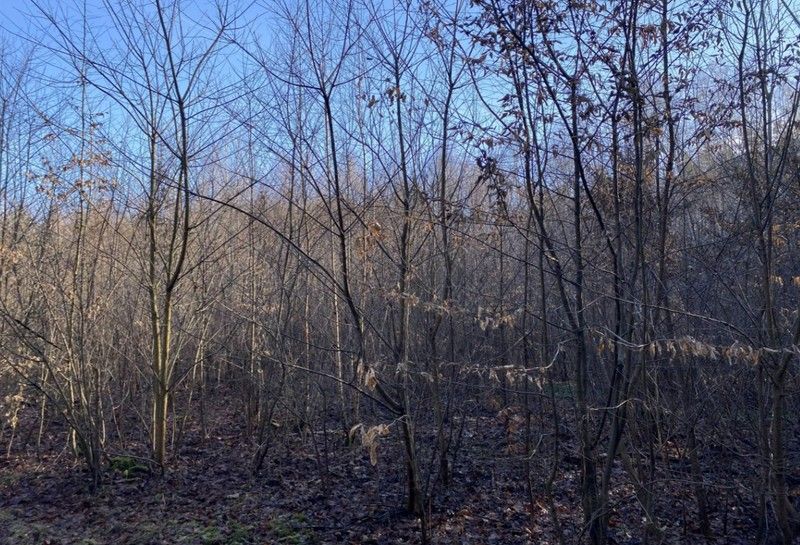 Działka rolna Bukowiec Bukowiec Dolny, ul. Irysowa. Zdjęcie 6