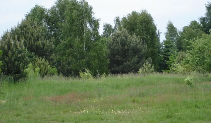 Działka inwestycyjna Wiewiórczyn, ul. Wincentego Witosa