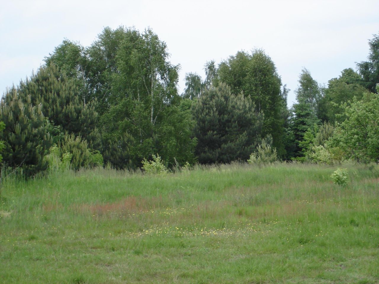 Działka inwestycyjna Wiewiórczyn, ul. Wincentego Witosa