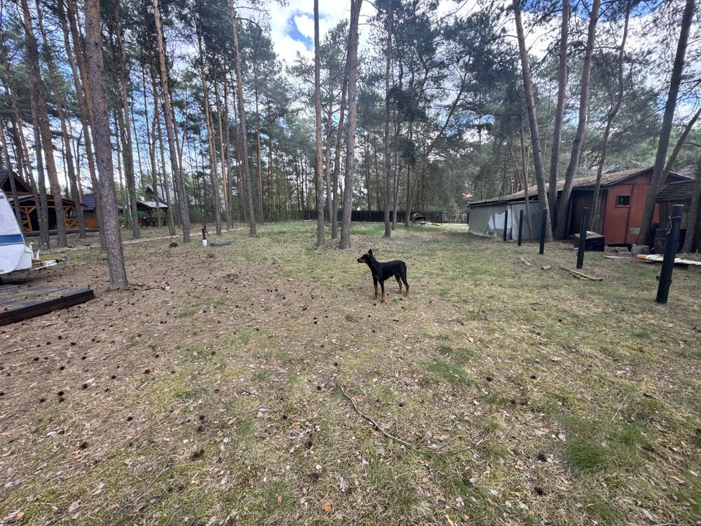 Działka rekreacyjna Biała. Zdjęcie 2