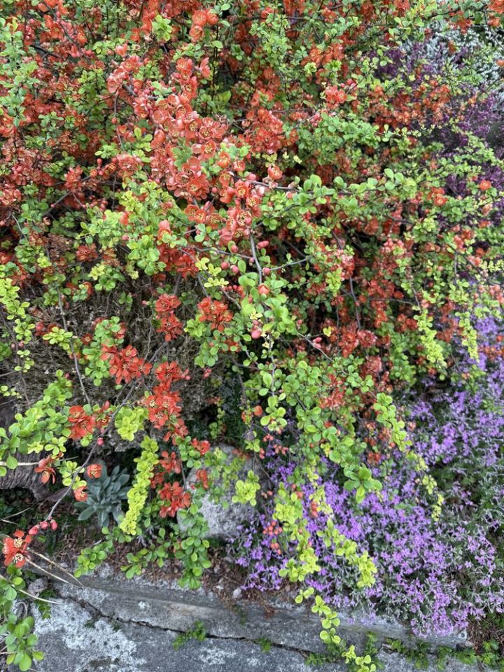 Działka rod Szczecin Golęcino, ul. Grochowa. Zdjęcie 5