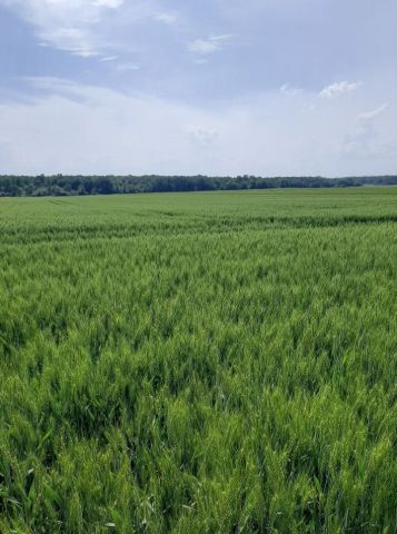 Działka rolna Małków. Zdjęcie 1