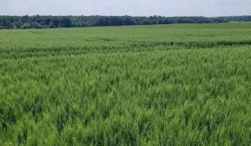 Działka rolna Małków