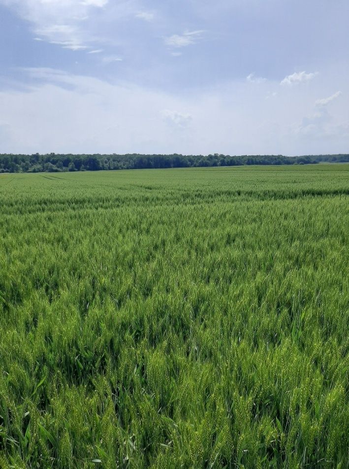 Działka rolna Małków