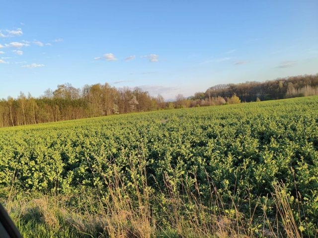 Działka budowlana Lubań. Zdjęcie 1