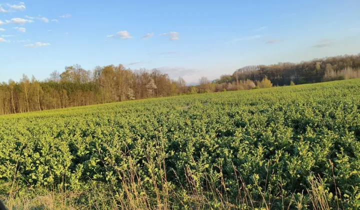 Działka budowlana Lubań