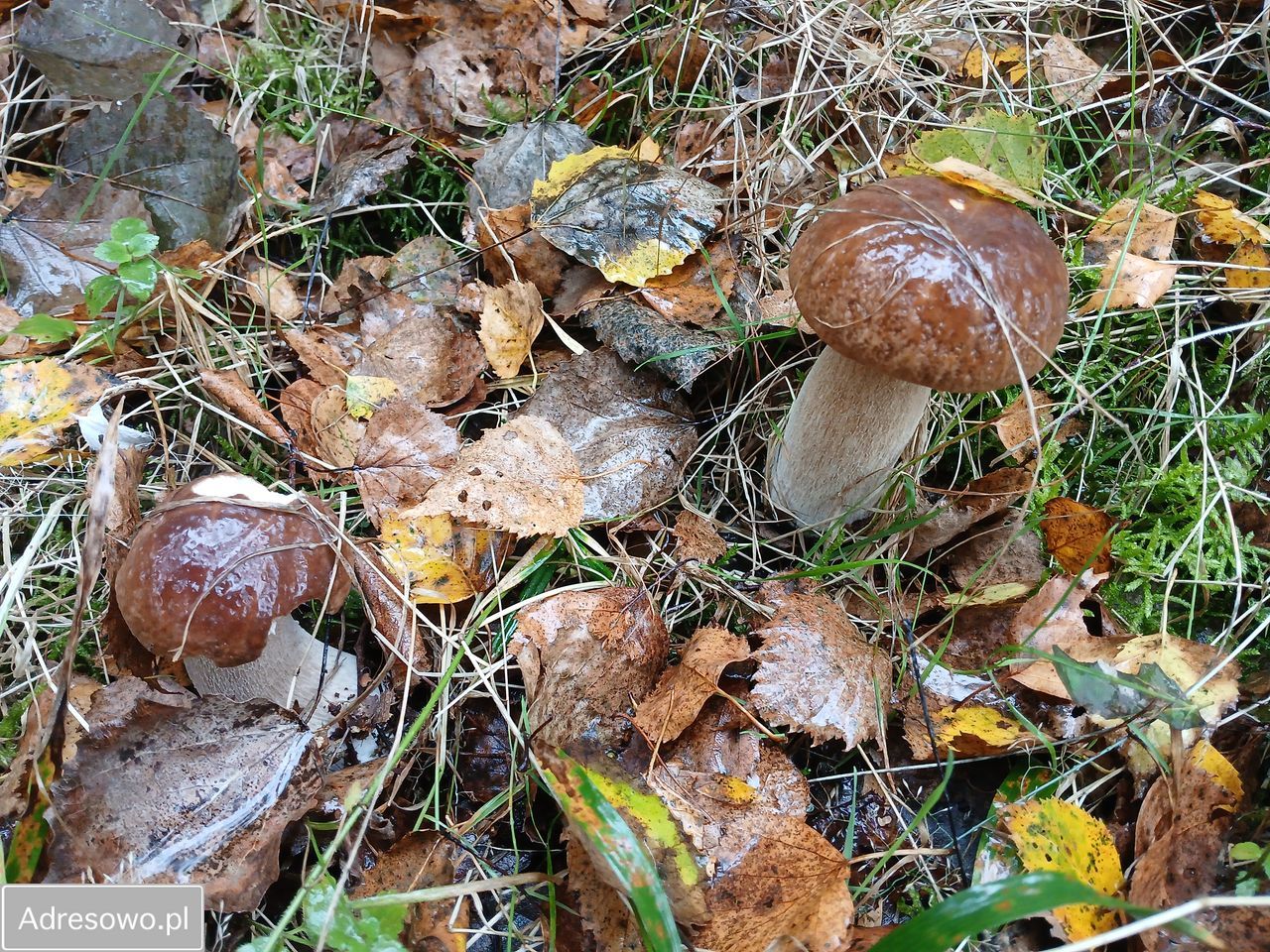 dom wolnostojący, 7 pokoi Roztoka-Brzeziny Majdan. Zdjęcie 17