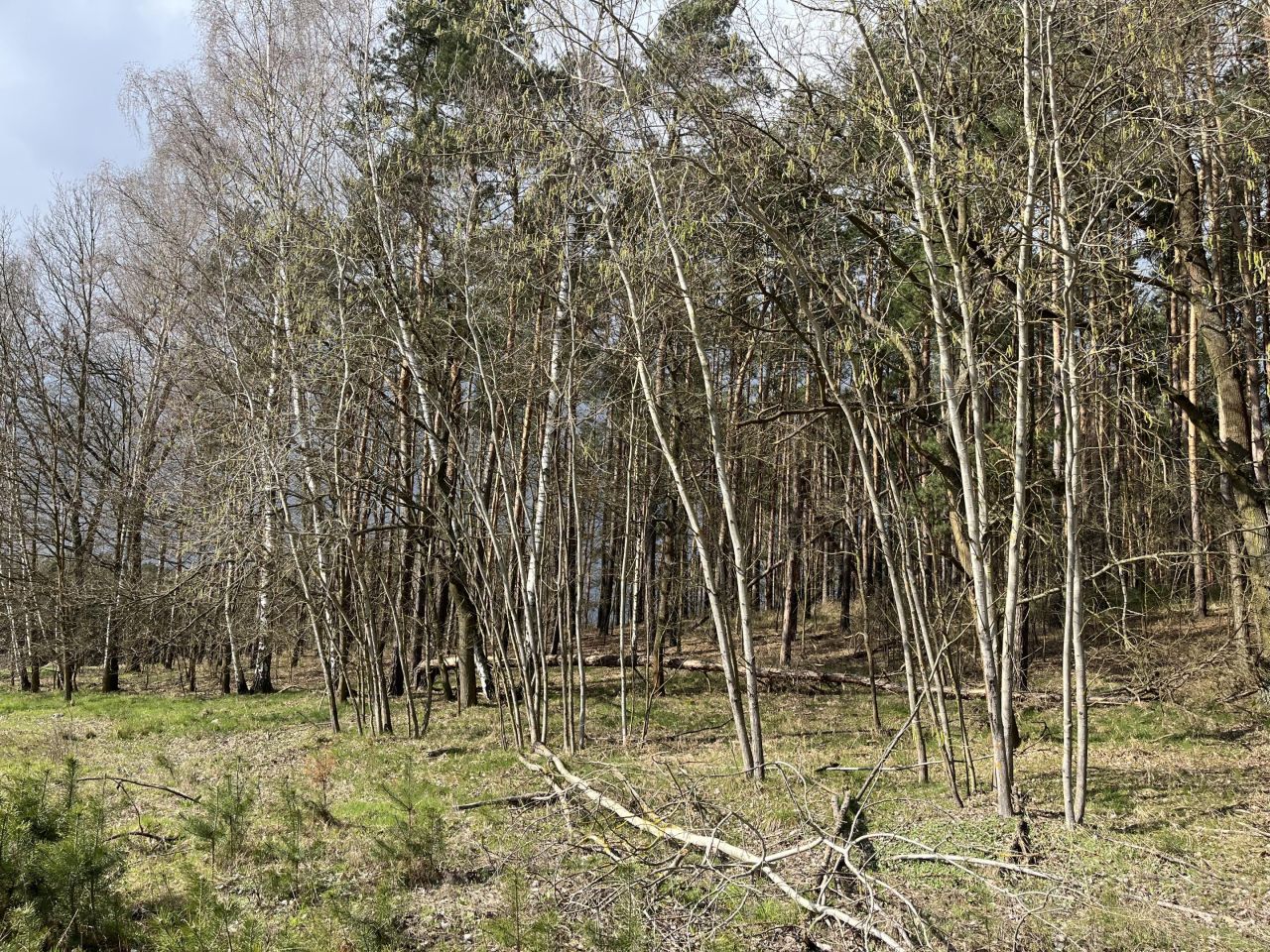 Działka leśna Wola Wężykowa. Zdjęcie 7