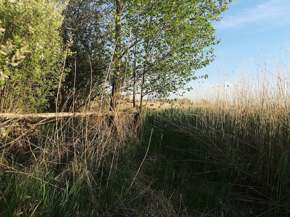 Działka budowlana Rogowo, ul. Topolowa. Zdjęcie 17