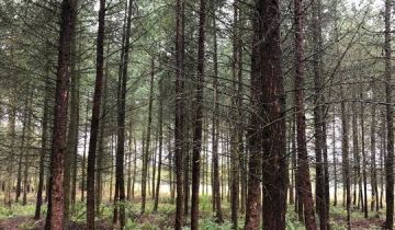 Działka leśna Korytowo