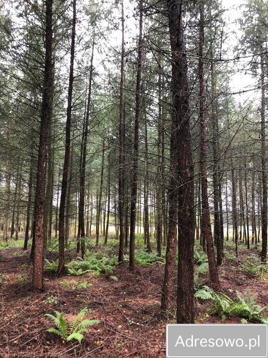 Działka leśna Korytowo. Zdjęcie 2