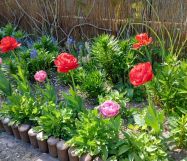 Działka rod Szczecin Gumieńce, ul. Ku Słońcu. Zdjęcie 1