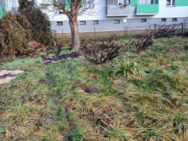 Działka rod Kowalewo Pomorskie. Zdjęcie 1