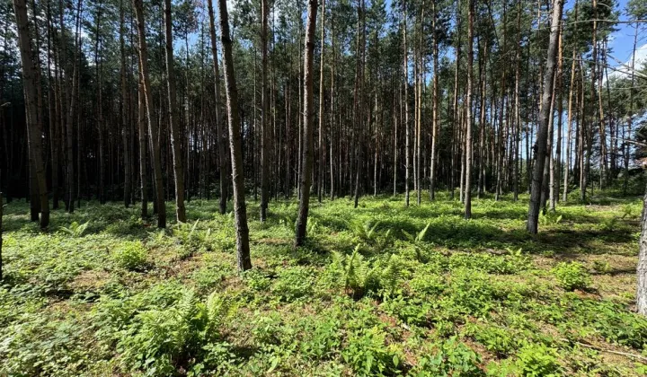 Działka budowlana Chańcza