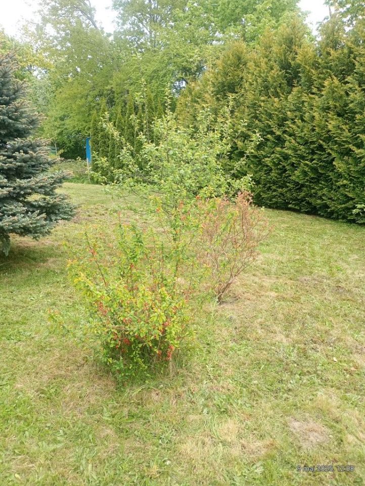 Działka rod Elbląg. Zdjęcie 6