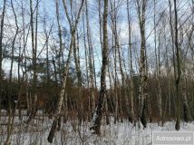 Działka leśna Stasiówka. Zdjęcie 2