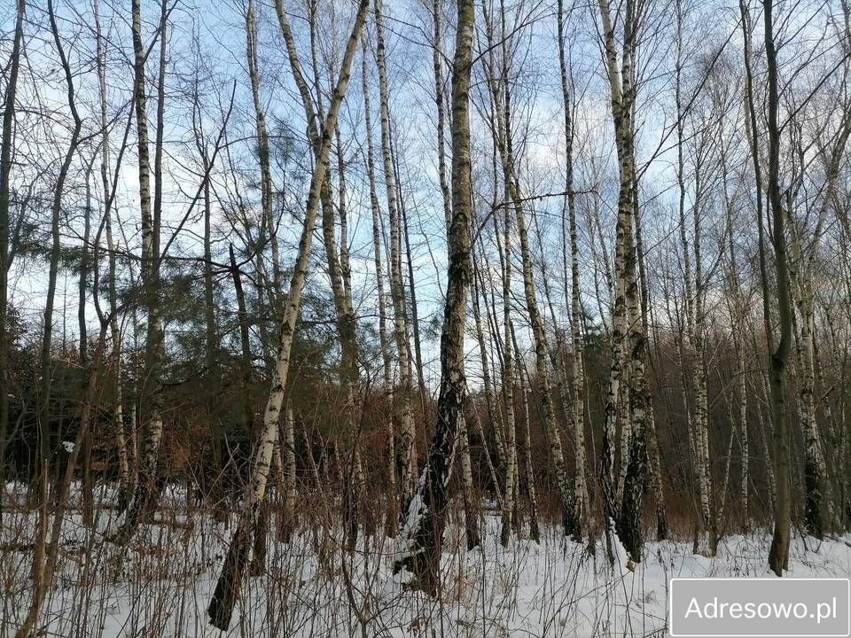 Działka leśna Stasiówka. Zdjęcie 3