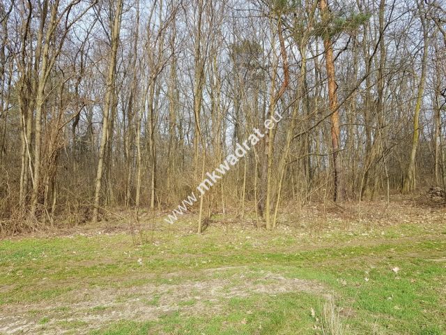 Działka leśna Borszyce. Zdjęcie 1
