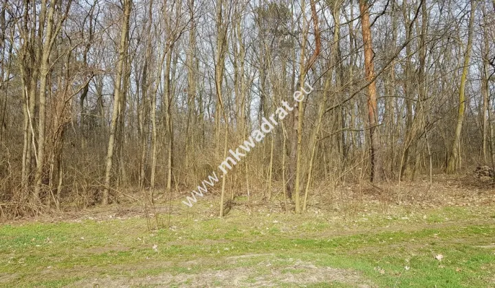 Działka leśna Borszyce