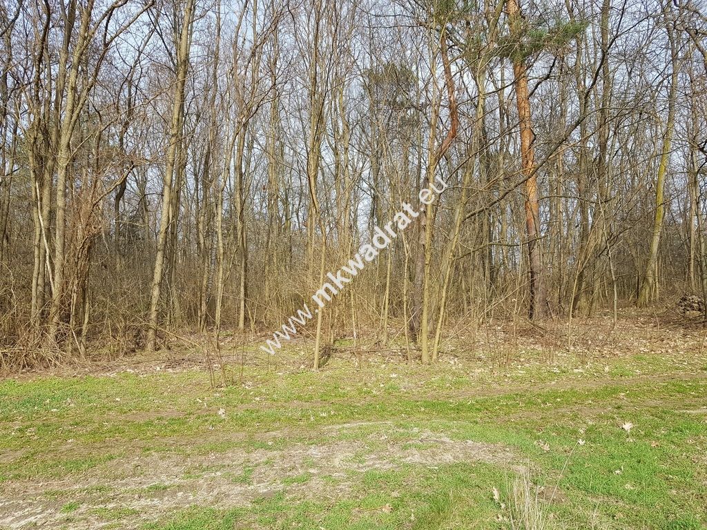 Działka leśna Borszyce. Zdjęcie 1