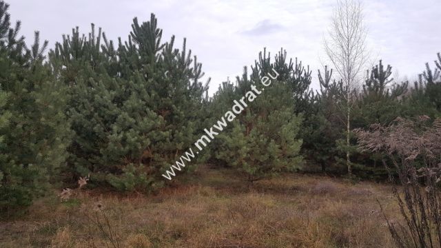 Działka budowlana Osowiec. Zdjęcie 1