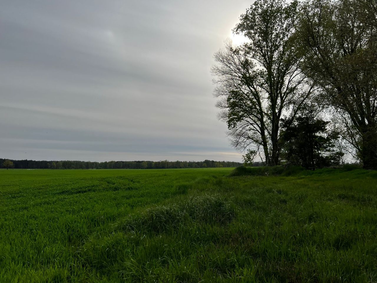Działka rolna Kolsko, Kolsko. Zdjęcie 16