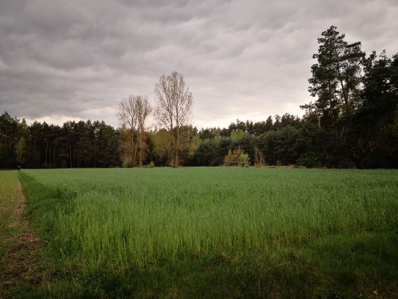 Działka budowlana Polków-Daćbogi. Zdjęcie 1