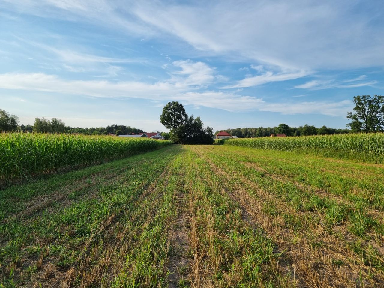 Działka budowlana Adelin, ul. Oliwkowa. Zdjęcie 5