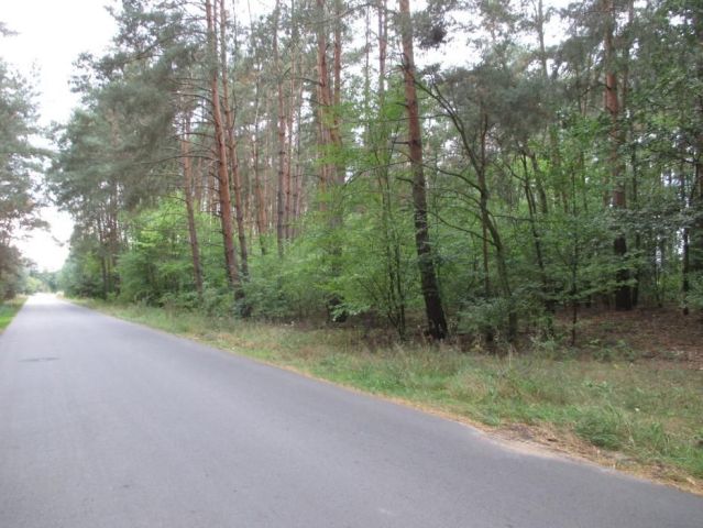 Działka leśna Bałdrzychów. Zdjęcie 1