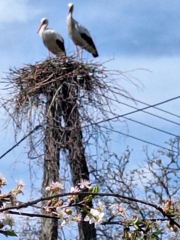 dom wolnostojący, 4 pokoje Sobanice. Zdjęcie 17