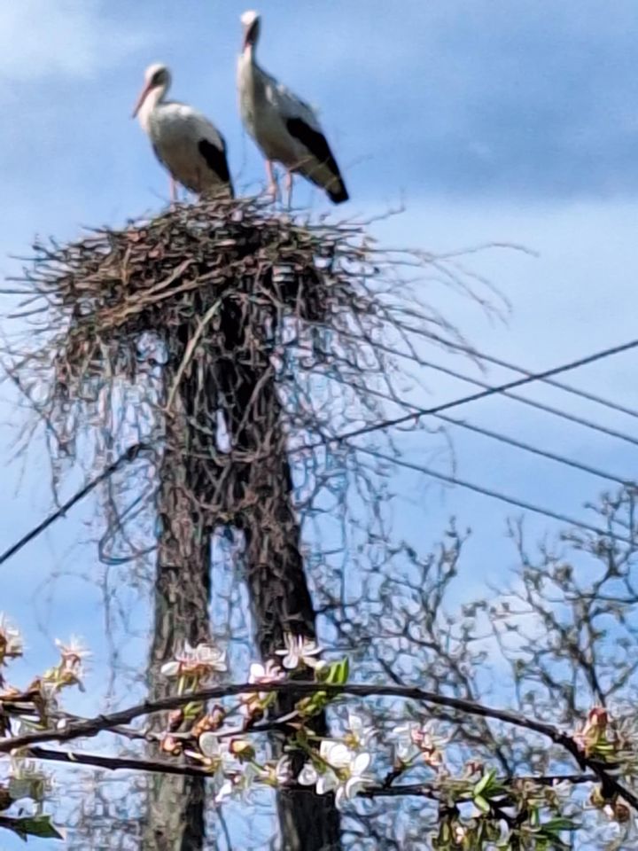 dom wolnostojący, 4 pokoje Sobanice. Zdjęcie 17