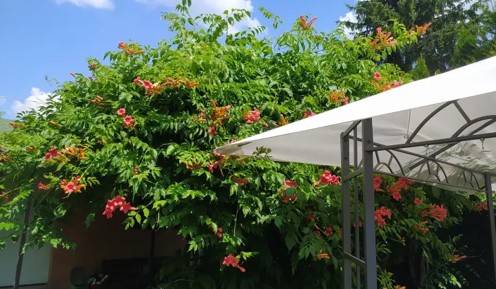 Działka rod Warszawa Wola, ul. Jana Brożka