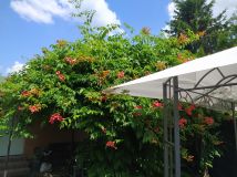 Działka rod Warszawa Wola, ul. Jana Brożka