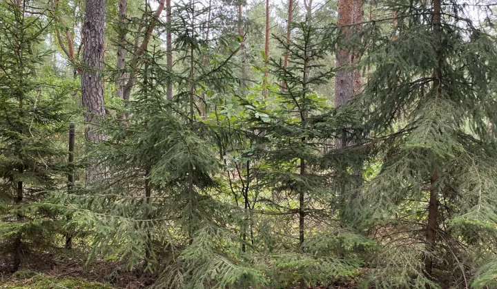 Działka leśna Popowo-Letnisko, ul. Sikorki