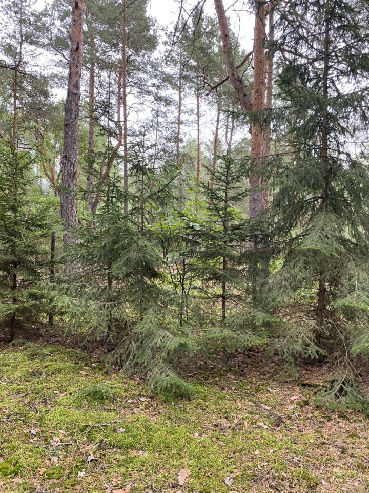 Działka leśna Popowo-Letnisko, ul. Sikorki. Zdjęcie 1