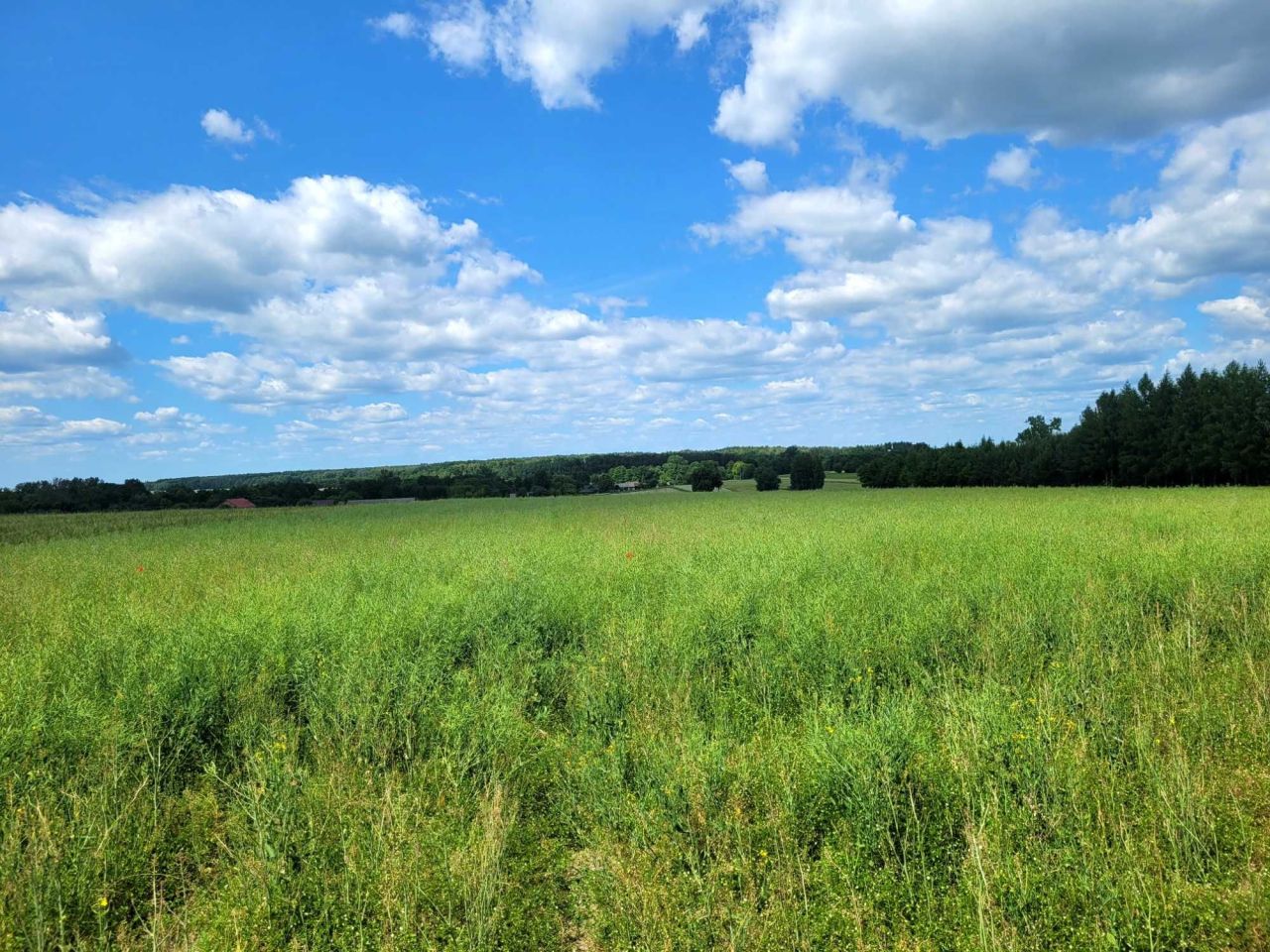 Działka rolna Skrzyniec-Kolonia. Zdjęcie 7