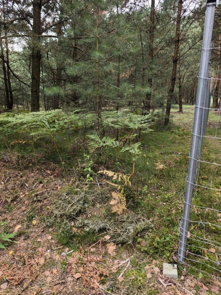 Działka budowlana Rojewo. Zdjęcie 2