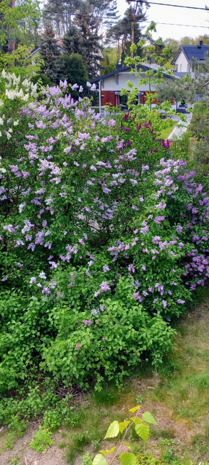 dom wolnostojący, 5 pokoi Otwock Świder, ul. Pogodna. Zdjęcie 36